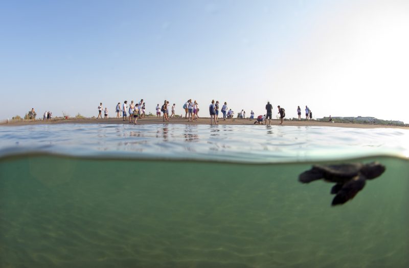 Mavi Gönüllüleri, Caretta Caretta’ları Akdeniz’le buluşturmaya devam ediyor: “Indigo Turtles” 12’nci yılında!