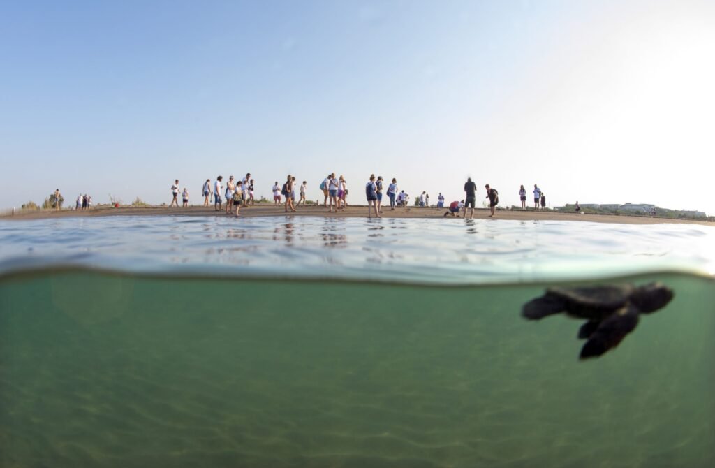 Mavi Gönüllüleri, Caretta Caretta’ları Akdeniz’le buluşturmaya devam ediyor: “Indigo Turtles” 12’nci yılında!