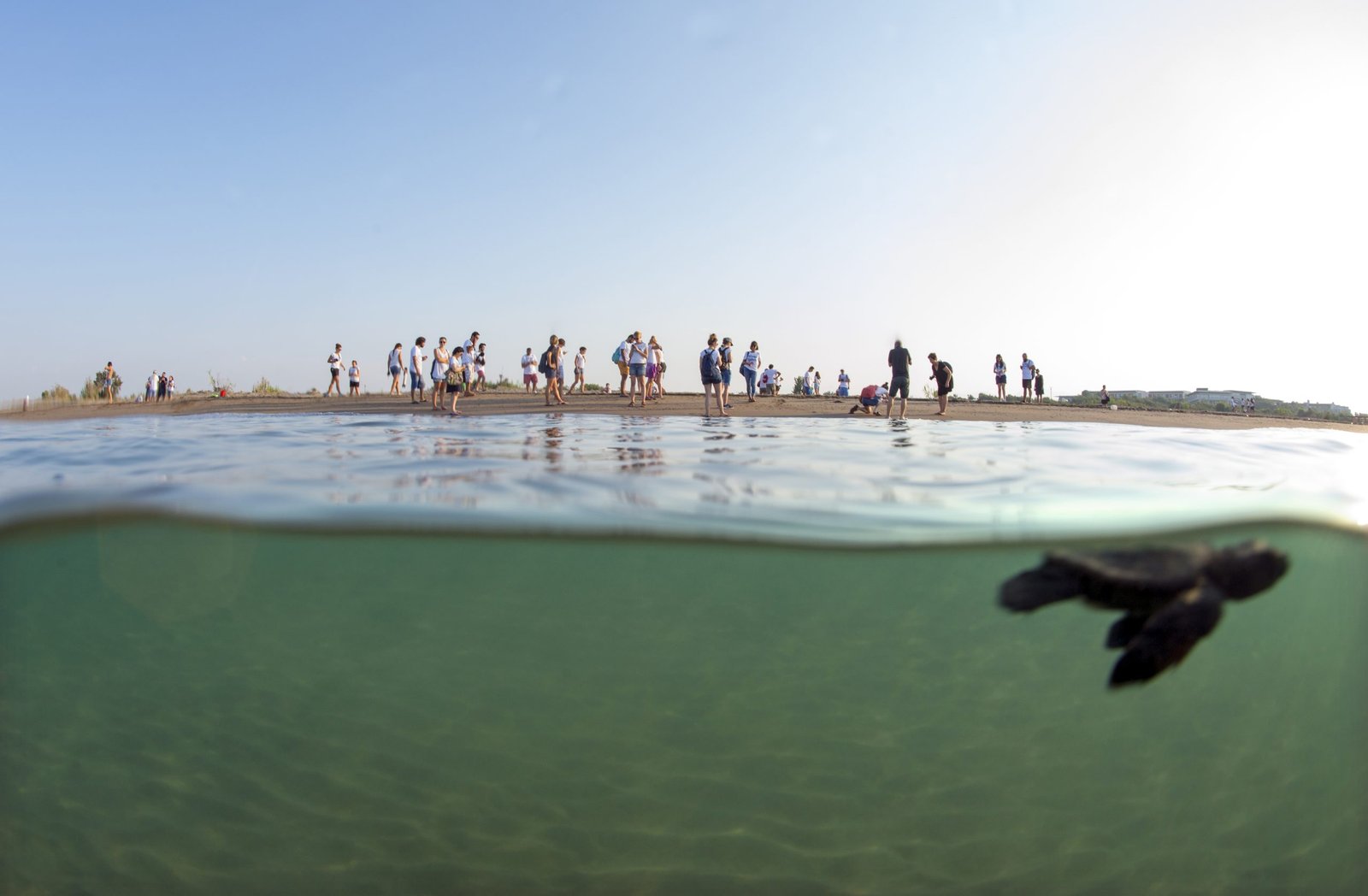 Mavi Gönüllüleri, Caretta Caretta’ları Akdeniz’le buluşturmaya devam ediyor: “Indigo Turtles” 12’nci yılında!